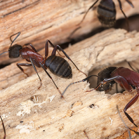 carpenter ant