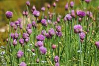 chives