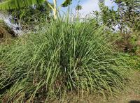citronellab grass
