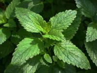 lemon balm