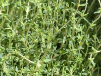 lemon thyme