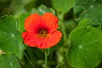 nasturtiums