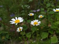 pyrethrum