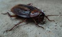 smoky brown roach
