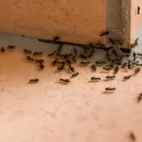 ants on a tile floor