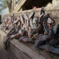 box elder bugs on a wooden bench