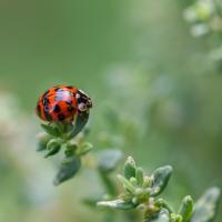 a ladybug on a plant