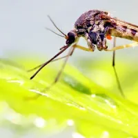 Mosquito on a leaf
