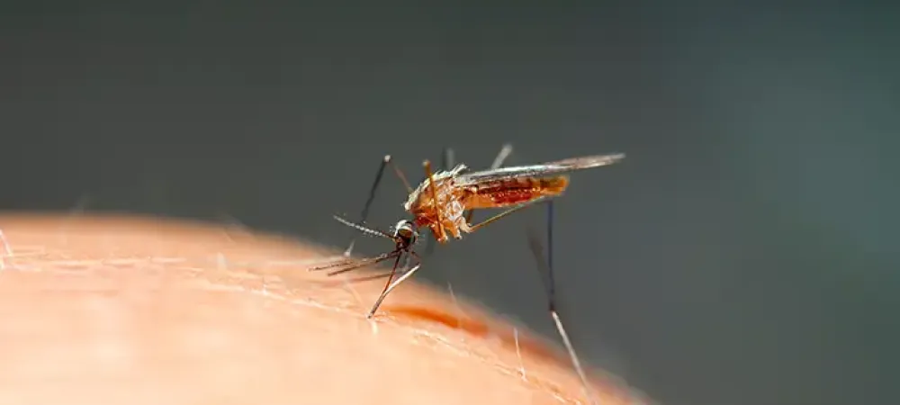 Mosquito on Skin