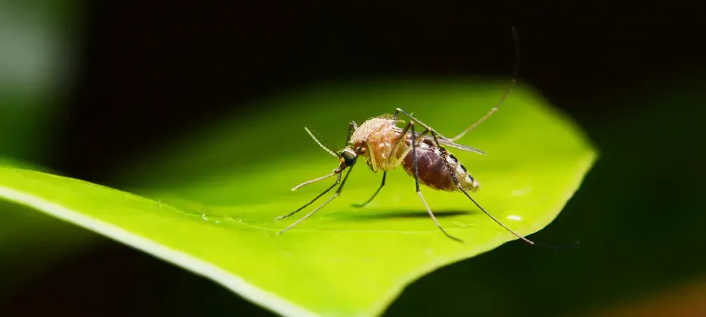 A Mosquito Full of Blood Sitting on a Leaf
