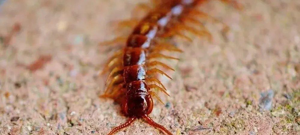 centipedes