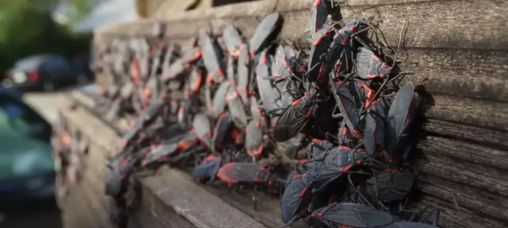 box elder bugs on a wooden bench