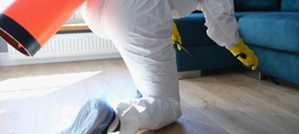 exterminator spraying under a blue couch