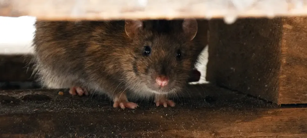 a rodent entering a structure