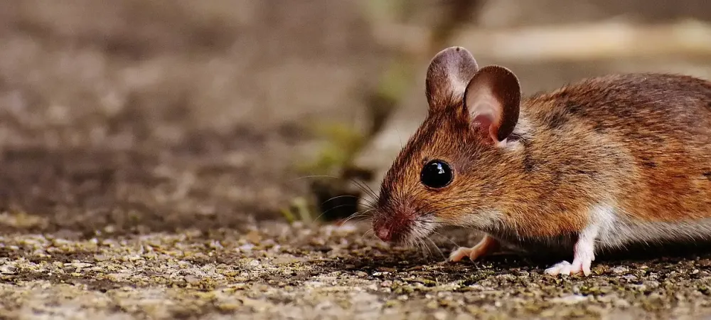 mouse walking along dirt