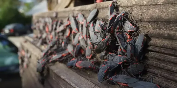 box elder bugs on a wooden bench