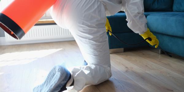 exterminator spraying under a blue couch