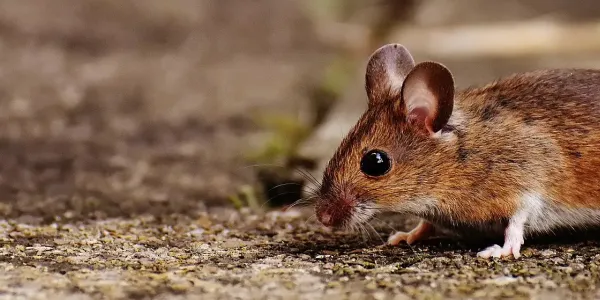 mouse walking along dirt