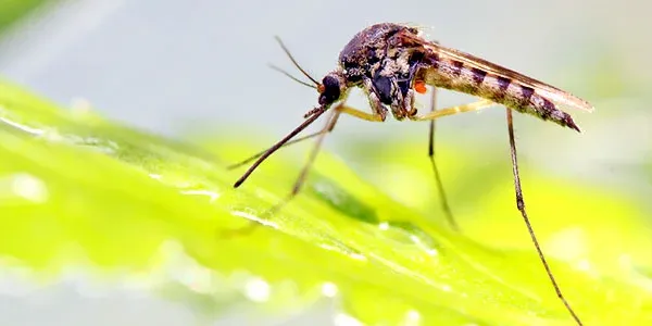 Mosquito on a leaf
